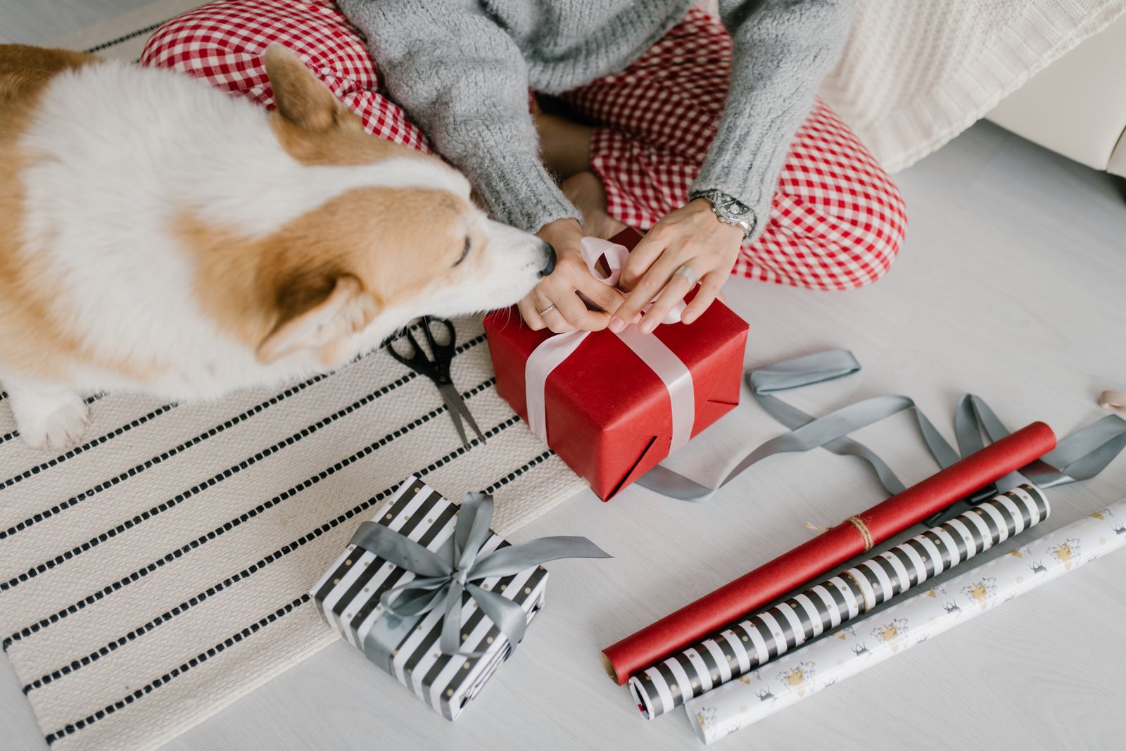 Corgi sniffing curiously at a red gift that is just being wrapped