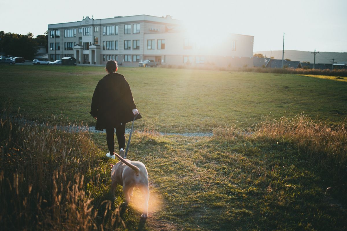 Mensch geht mit Hund an der Leine durch einen sonnigen Park