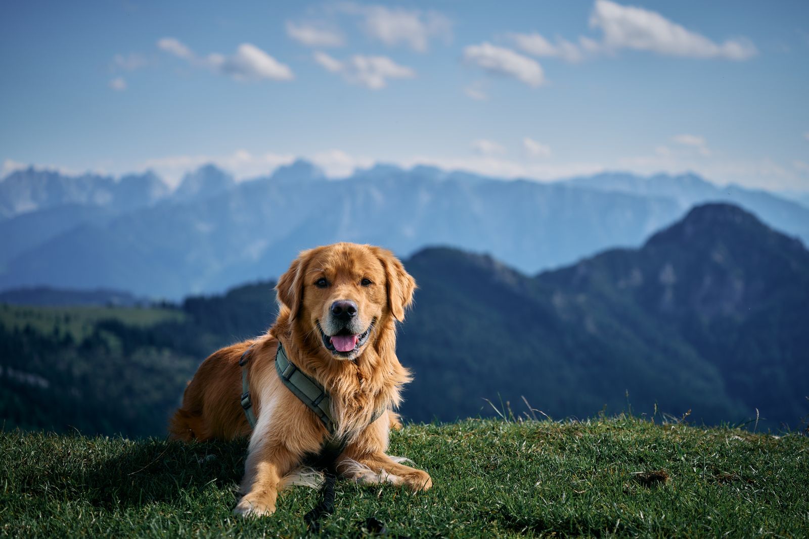 Golden Retriever sitzt auf einem Hügel mit weitem Blick über eine sonnige Landschaft