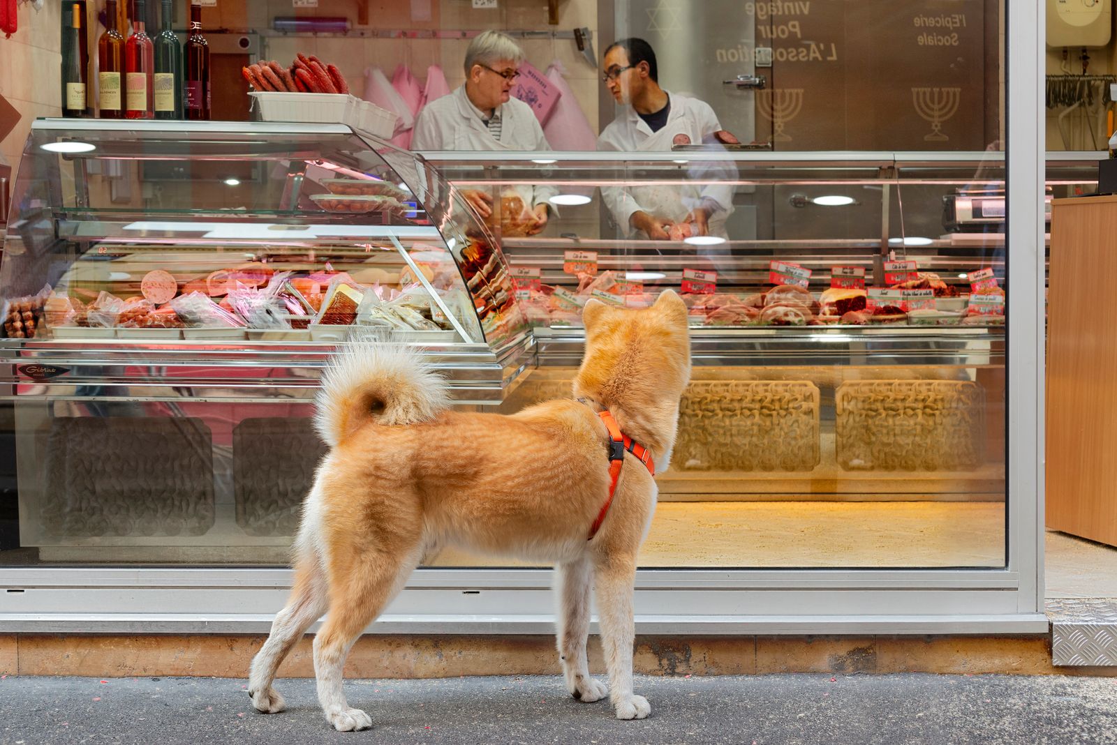 Hund schaut in ein Schaufenster mit Fleischauslage, BARF beim Hund Grundlagen