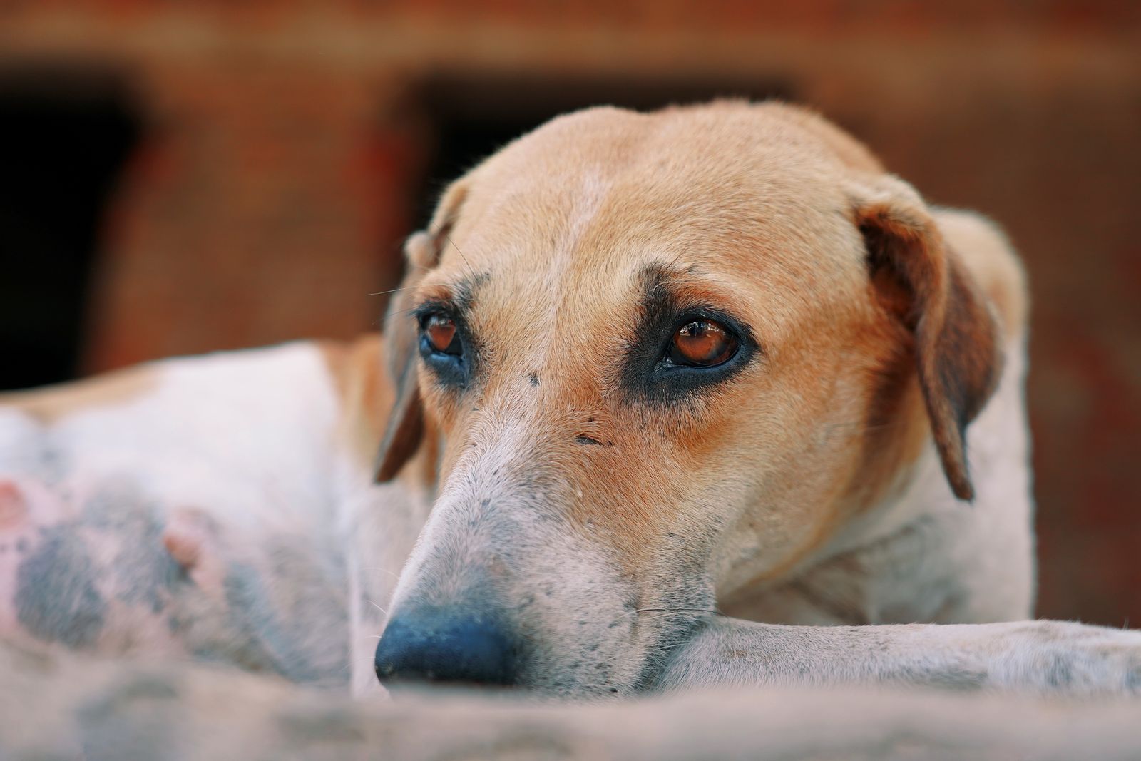 Ruhiger brauner Hund mit aufmerksamem, ausweichendem Blick im Freien