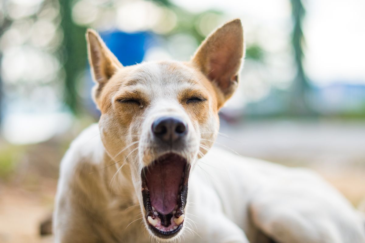 Dog yawning outdoors, a commonly misunderstood signal