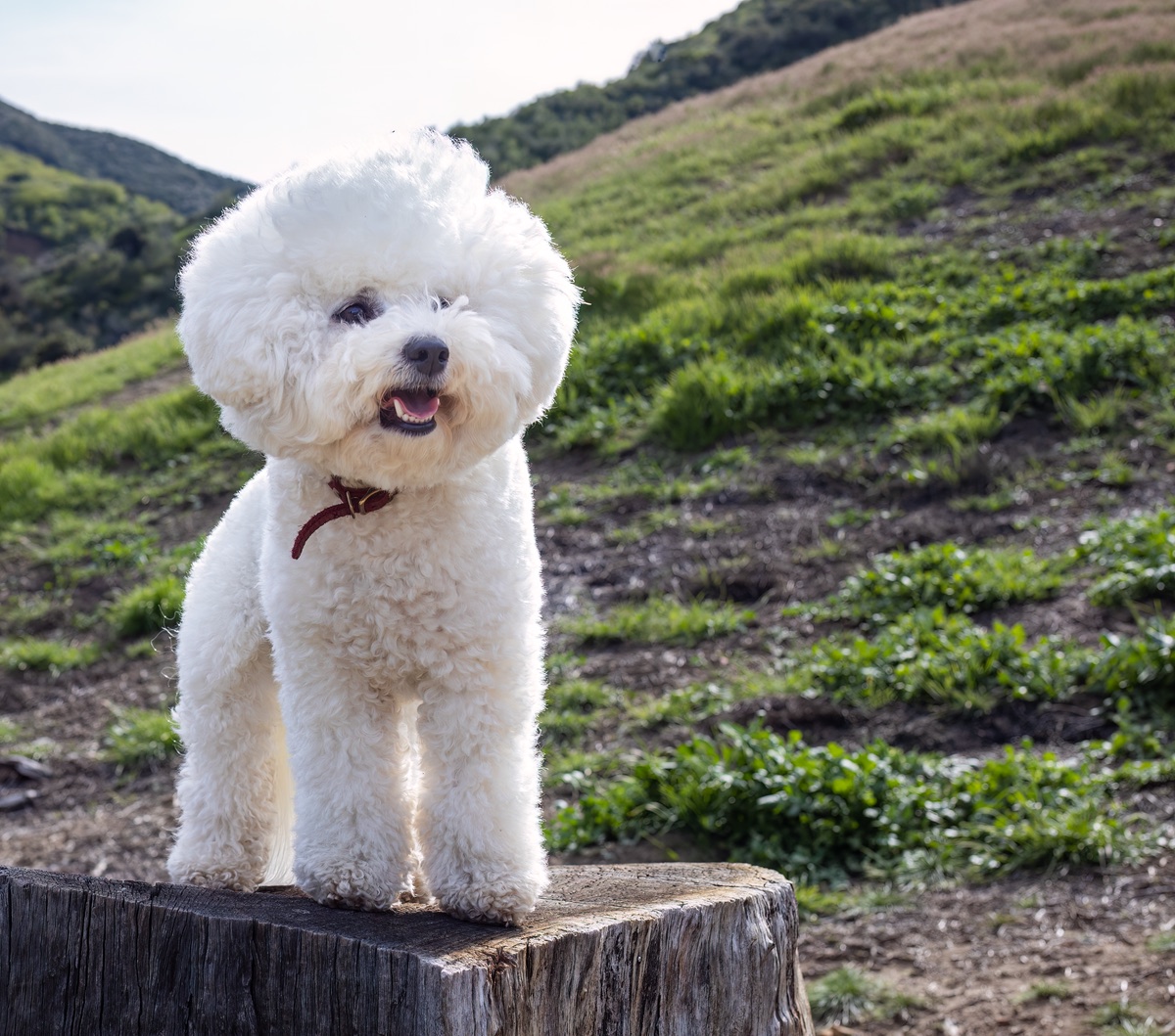 Weißer Bichon Frisé steht auf einem Baumstumpf vor grünem Hang