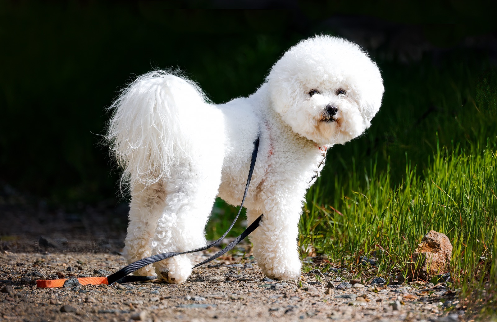 Weißer Bichon Frisé mit lockigem Fell steht an der Leine auf einem Weg