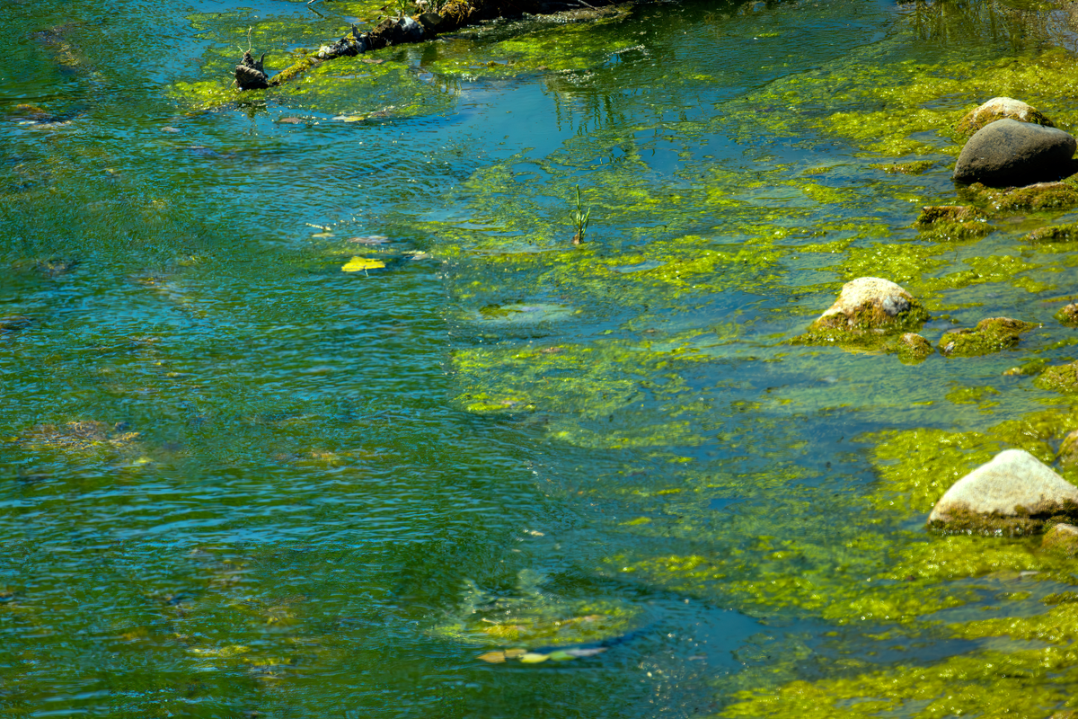 Pond surface covered in a dense green carpet of blue-green algae on a summer day