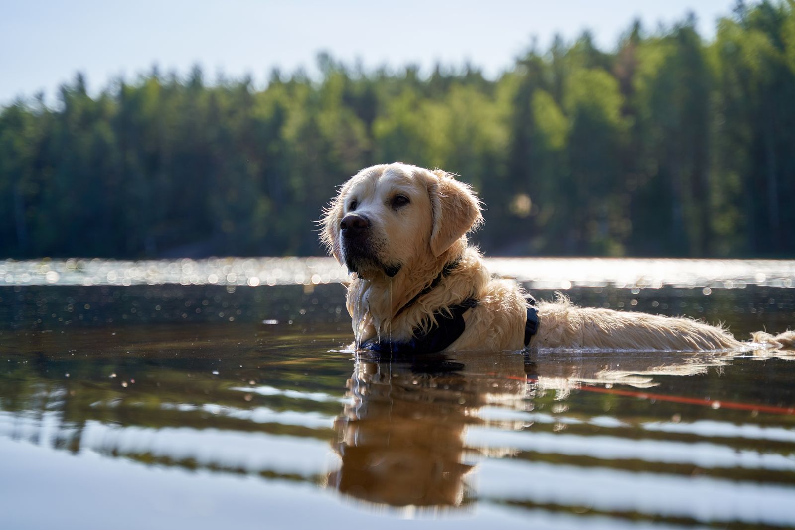 Golden Retriever swimming in a calm lake on a hot summer day