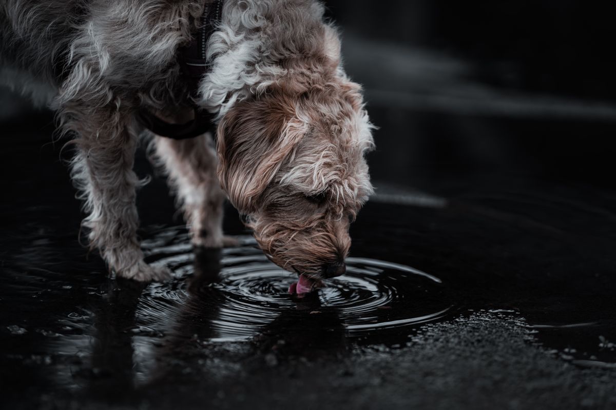 Dog drinking from a standing puddle of water outdoors on a summer day