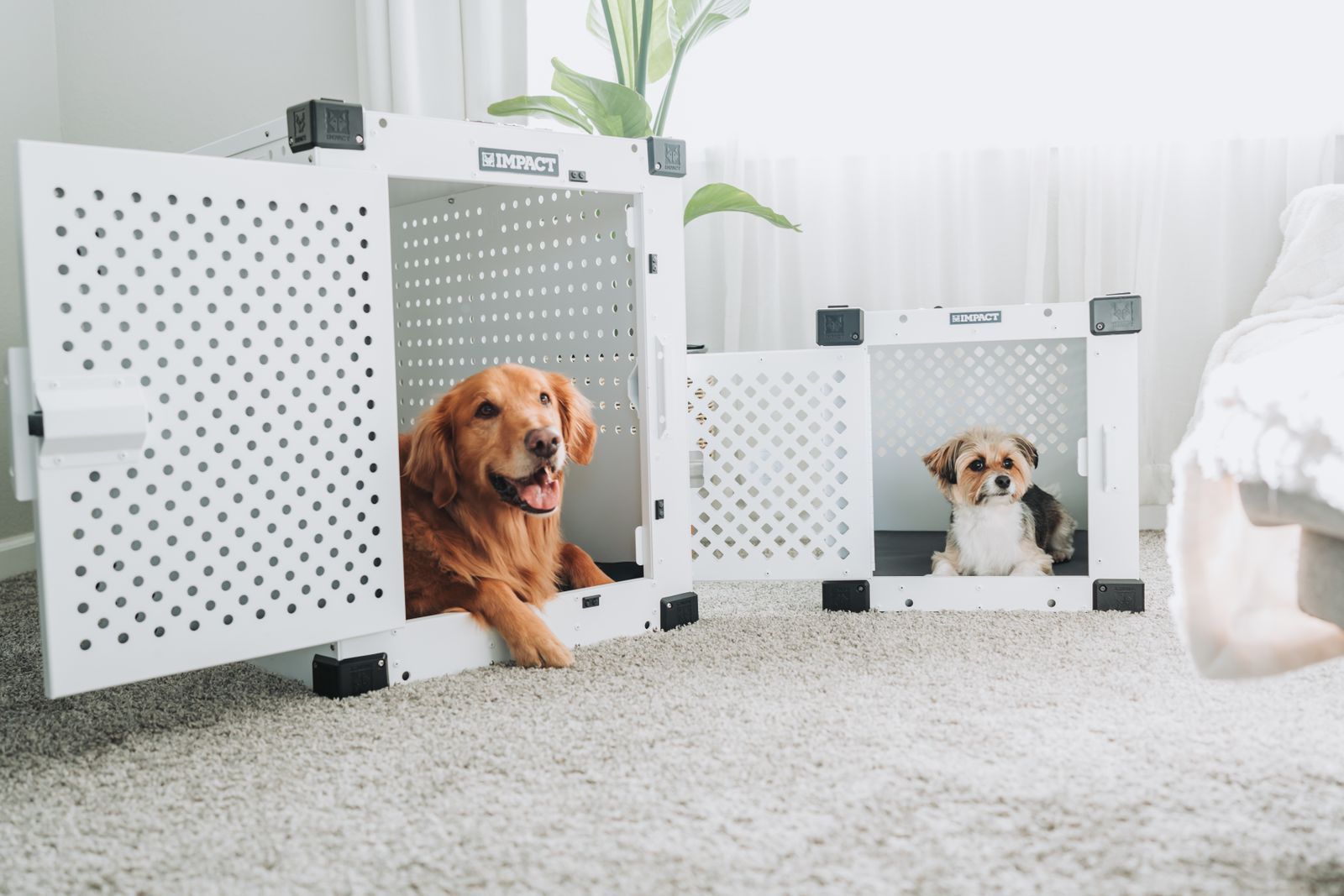 Golden Retriever und kleiner Hund liegen entspannt in offenen Hundeboxen in einem gemütlichen Wohnzimmer