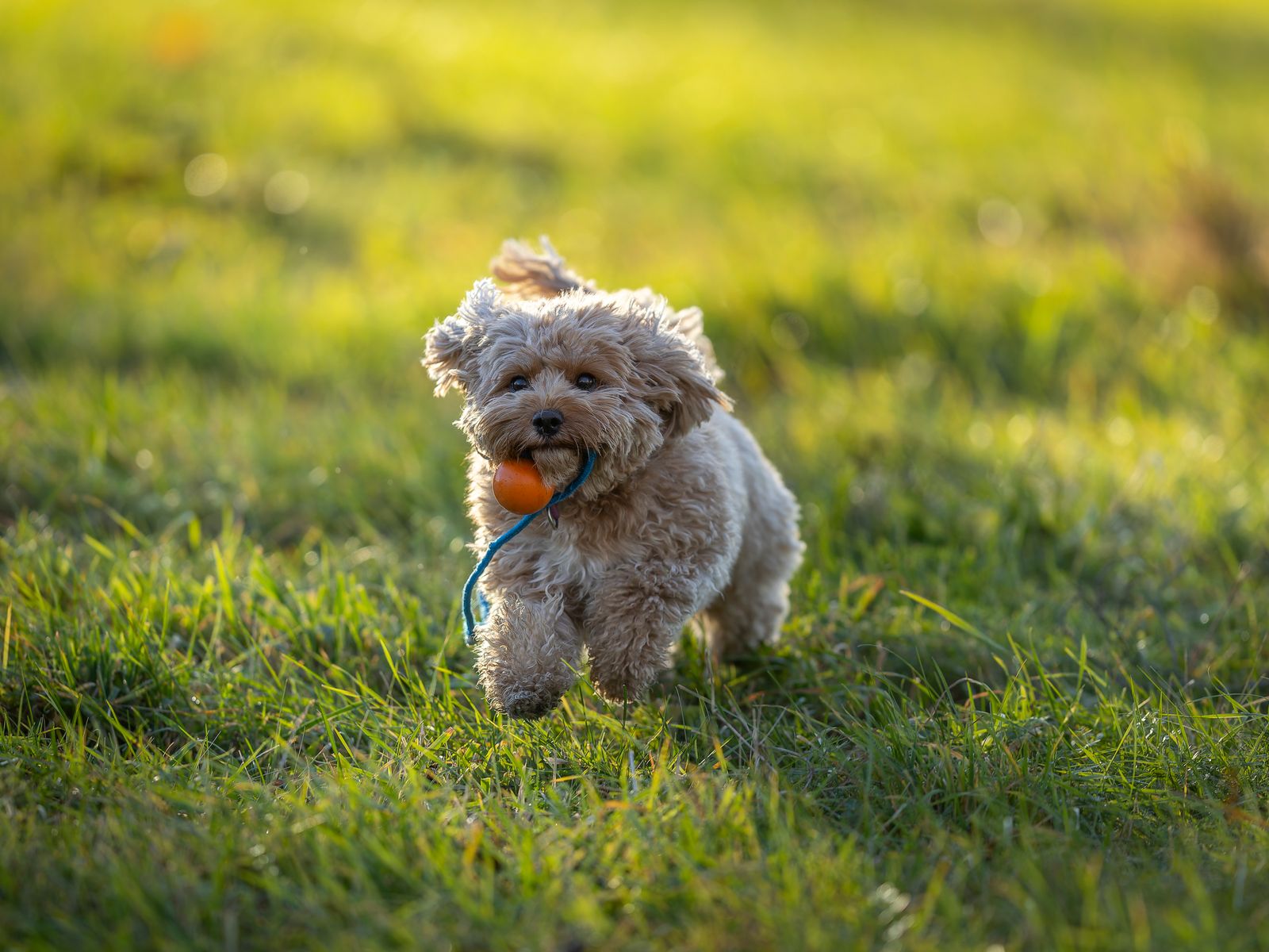 Cavapoo mit lockigem Fell spielt an einem sonnigen Tag auf einer grünen Wiese