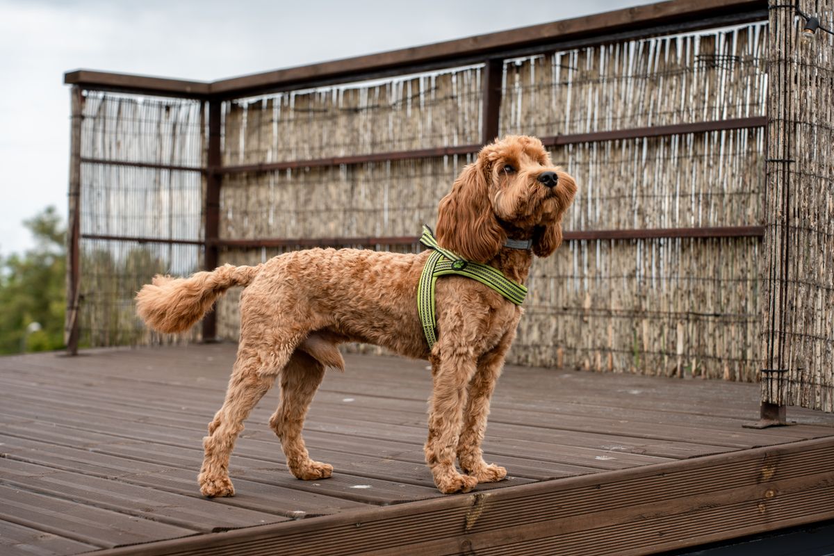 Cockapoo mit welligem Fell steht aufmerksam auf einer Holzterrasse