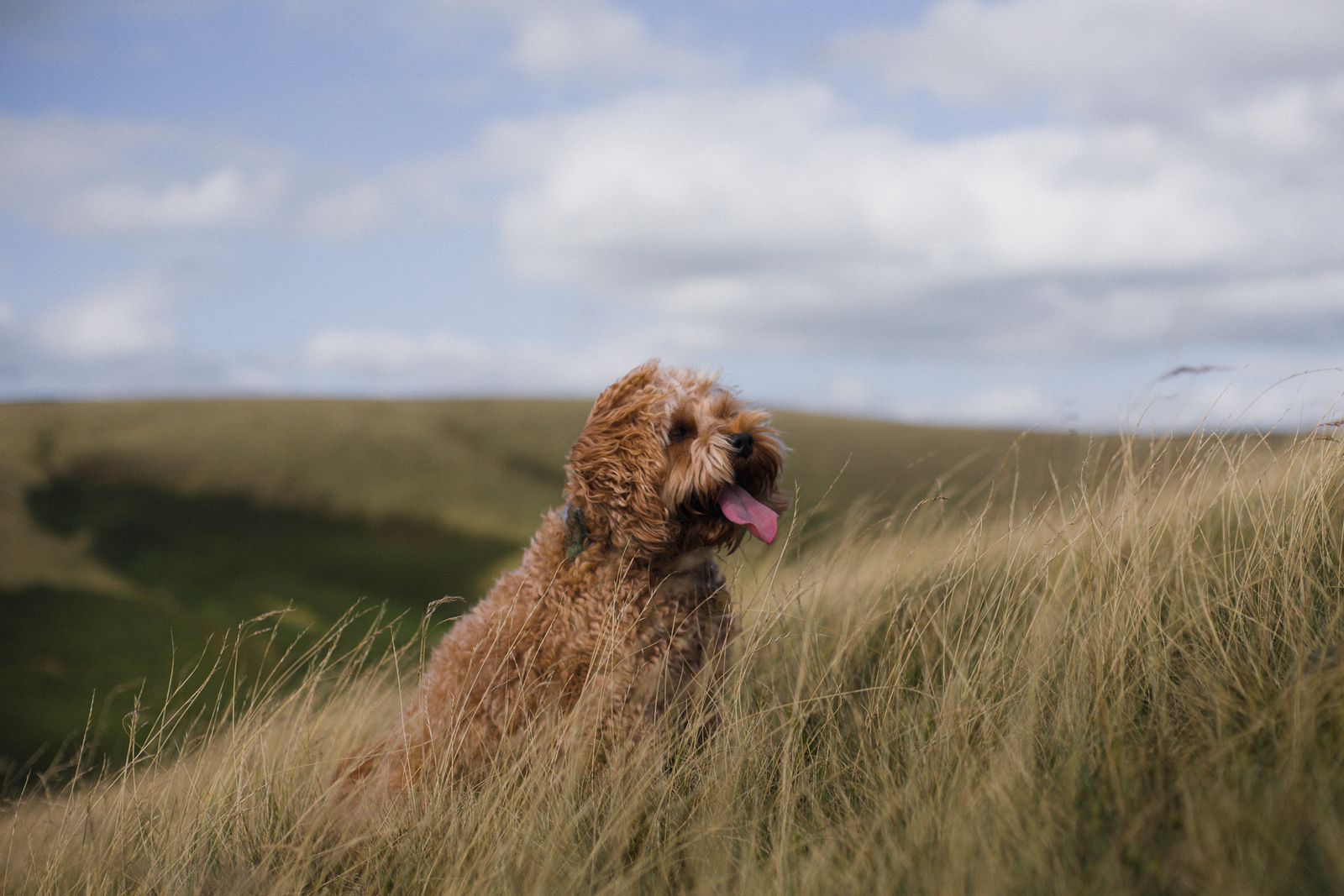Cockapoo mit welligem Fell genießt einen sonnigen Tag auf einer Wiese