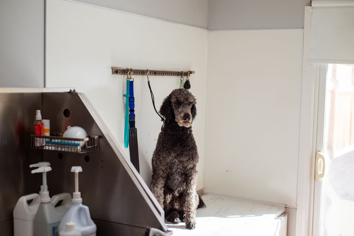 Poodle waiting on the grooming table at the dog salon for his appointment