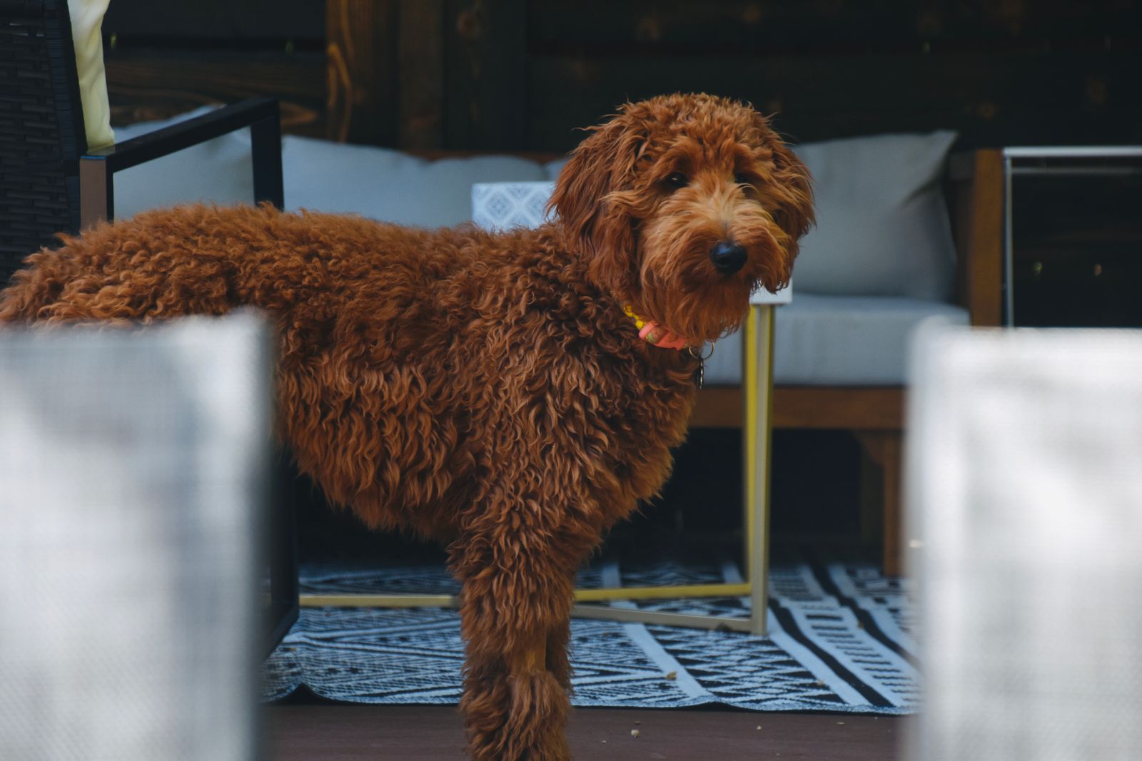 Goldendoodle with a thick curly coat looking attentively at the camera
