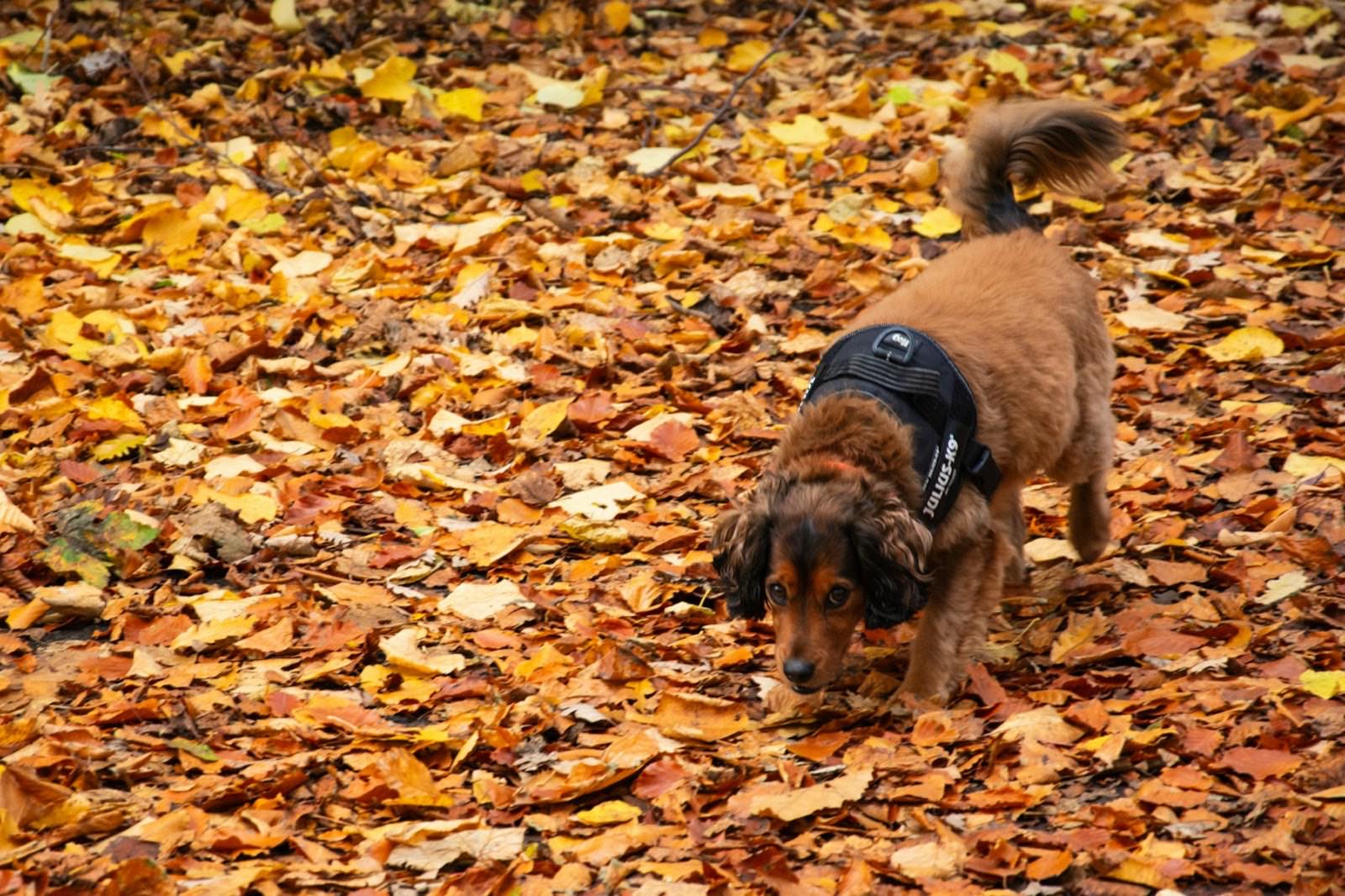 Hund läuft an einem sonnigen Herbsttag durch buntes, heruntergefallenes Laub
