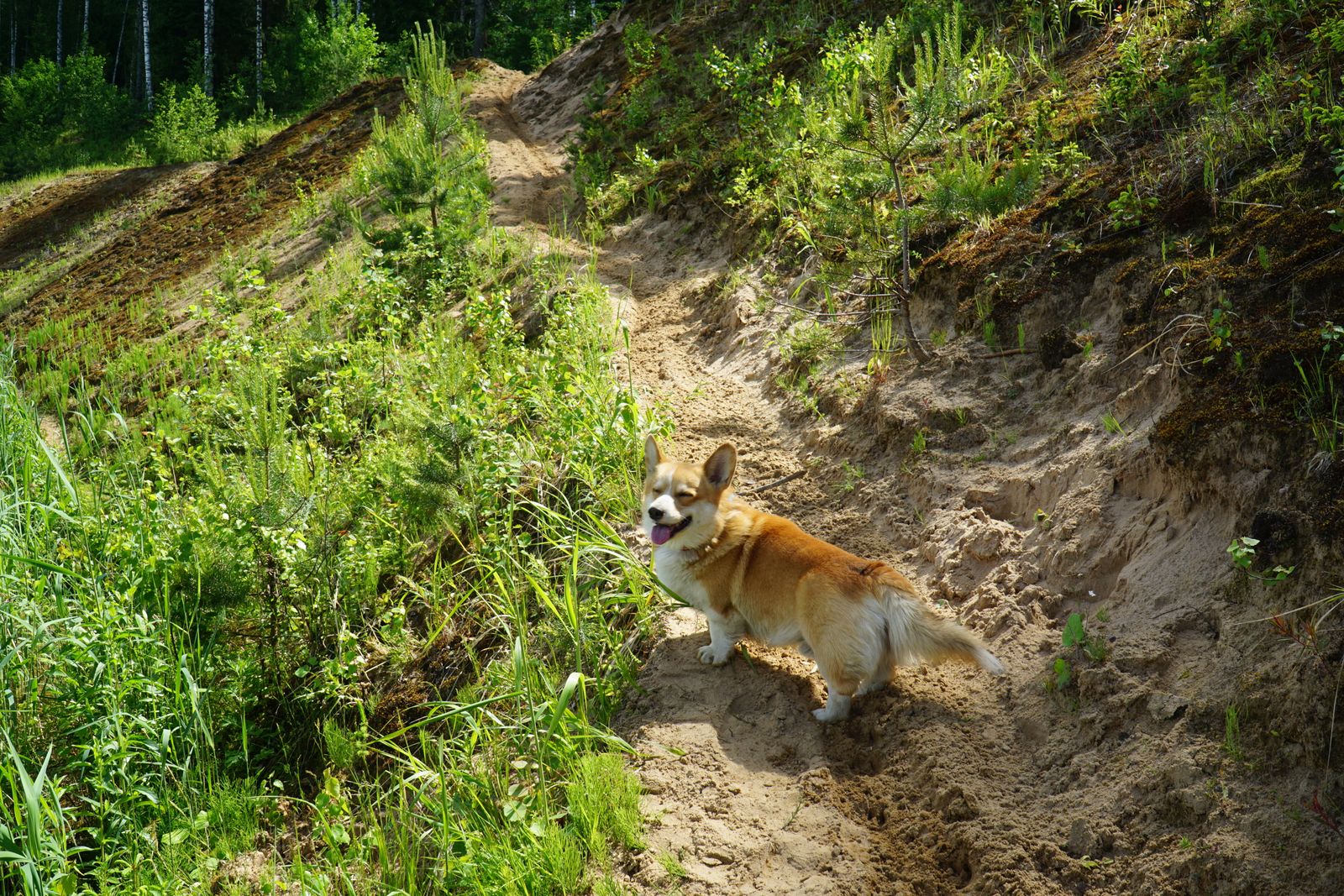 Hund läuft an einem sonnigen Sommertag über einen Waldweg entlang von Eichen