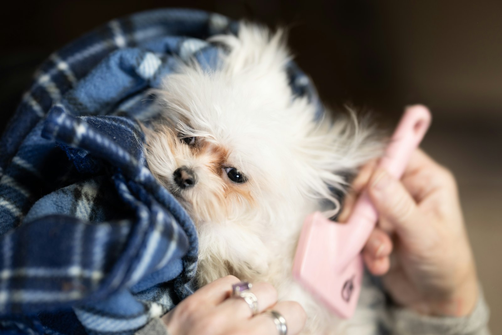 Sleepy, calm puppy being gently brushed and groomed