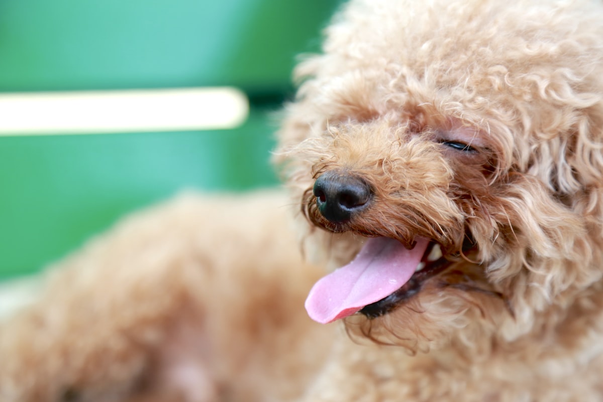 Close-up portrait of a small dog with brown curly fur