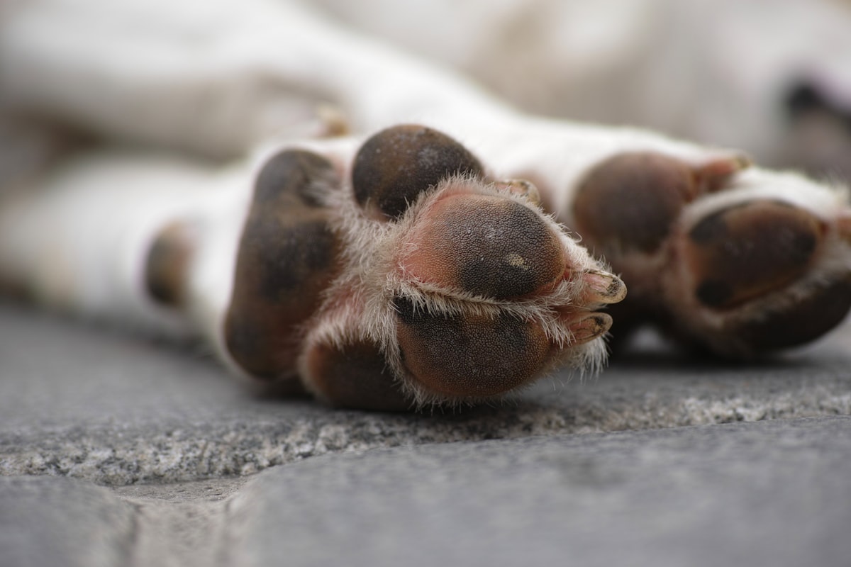 Close-up of a dog's paw during grooming