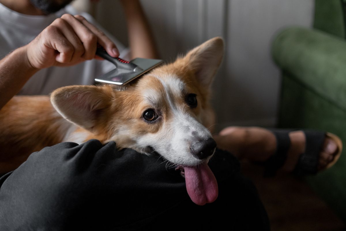 Mann bürstet seinen Corgi auf dem Wohnzimmerboden