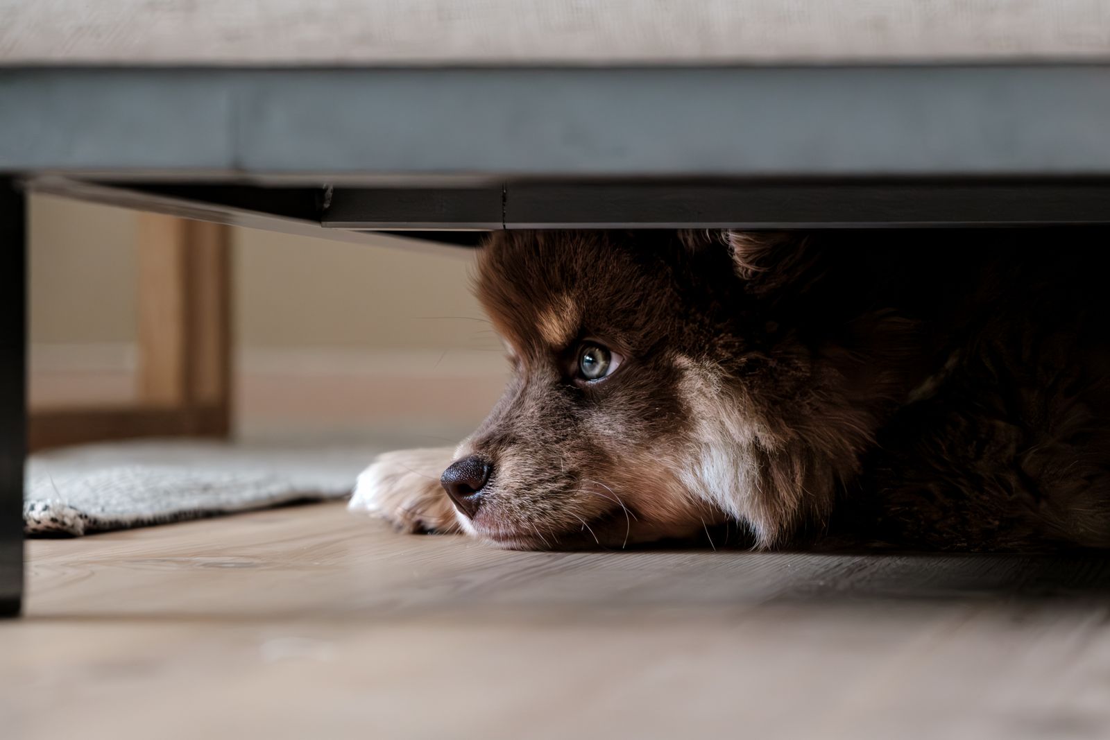 Ängstlicher Hund versteckt sich unter dem Sofa und späht hervor