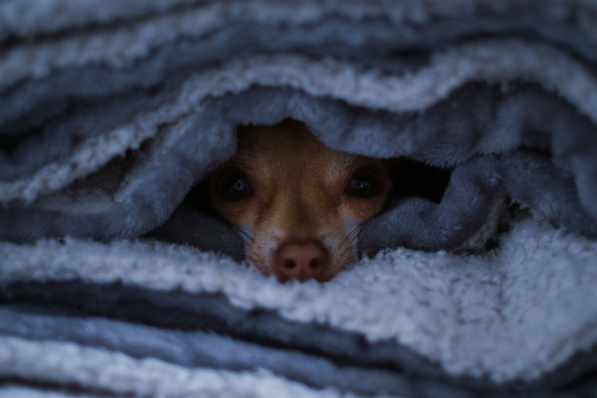 Kleiner Hund späht geschützt aus seiner Höhle aus weichen Decken hervor