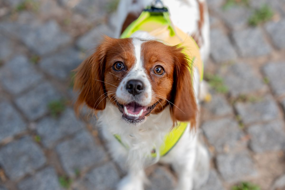 Kleiner Hund trägt eine leuchtende Sicherheitsweste auf dem Gehweg