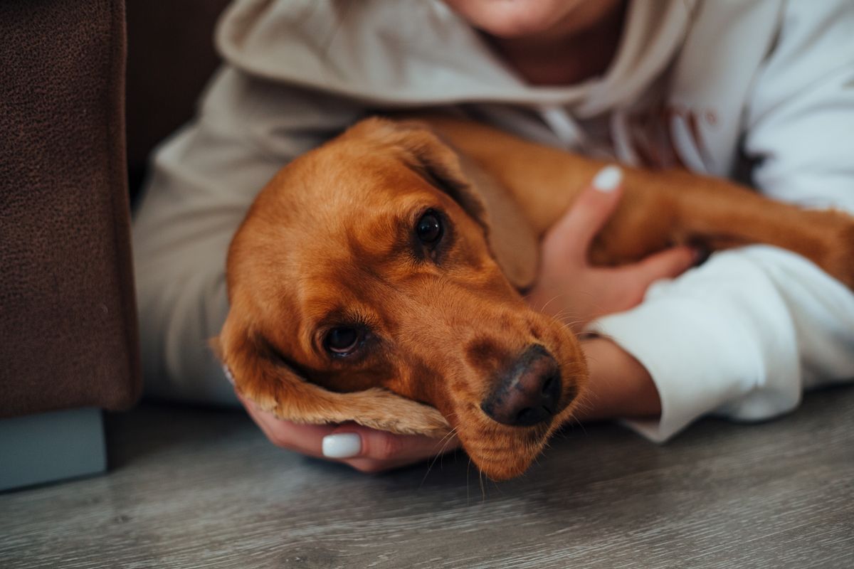 Anxious dog presses close against his person's legs during a thunderstorm