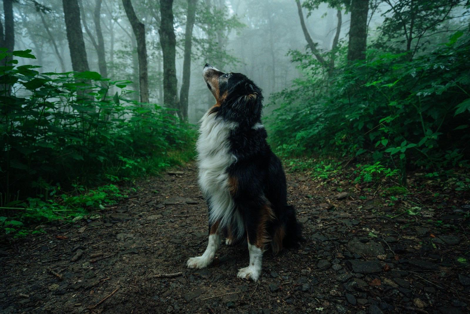 Hund sitzt an einem nebligen Herbsttag aufmerksam auf einem Waldweg