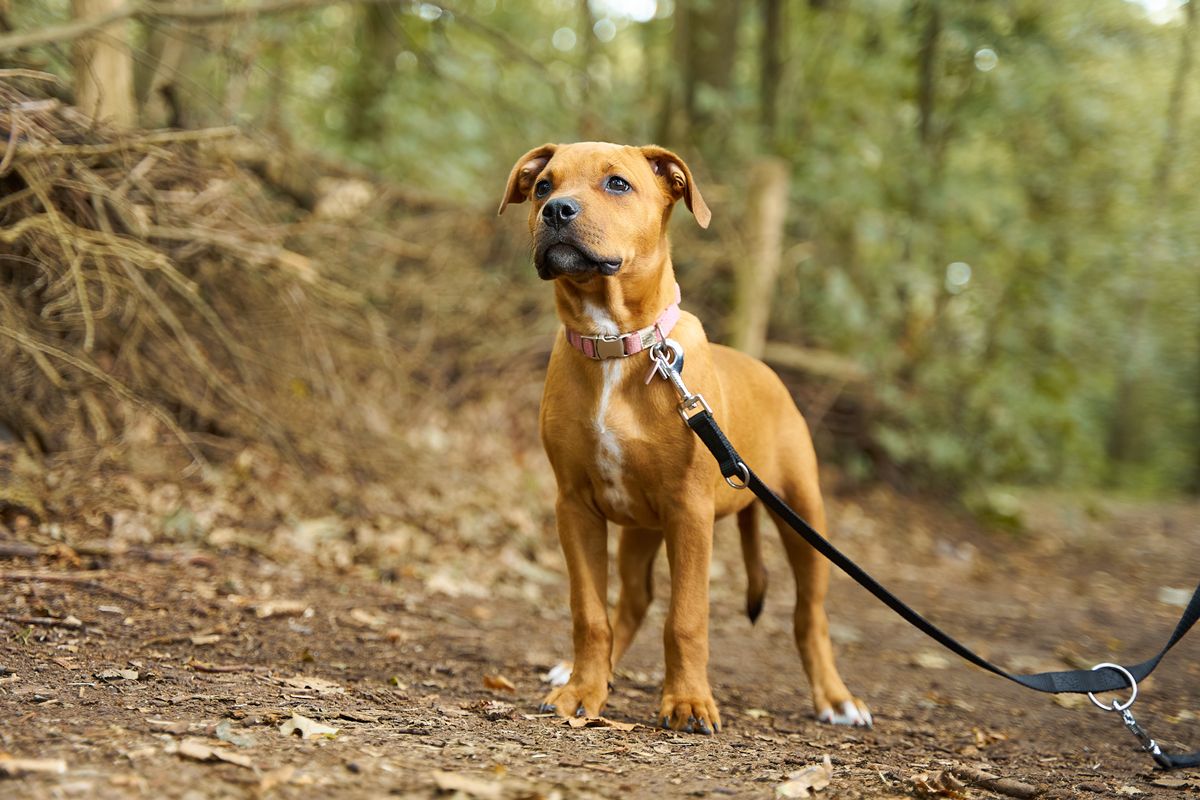 Brauner Hund an der Leine auf einem Waldweg