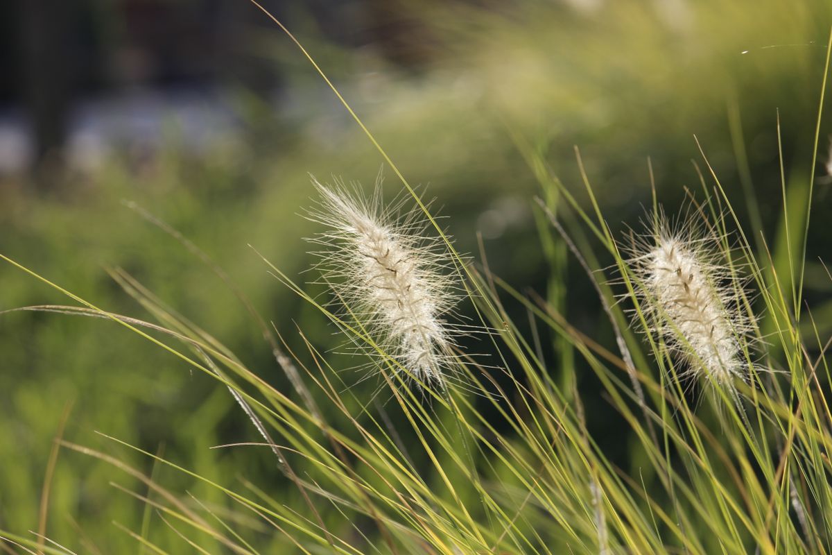 Close-up of dry, ripe grass awns on a foxtail grass in summer light