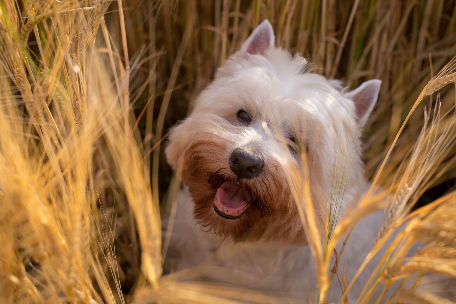 White terrier sitting in a sunny golden wheat field on a summer day