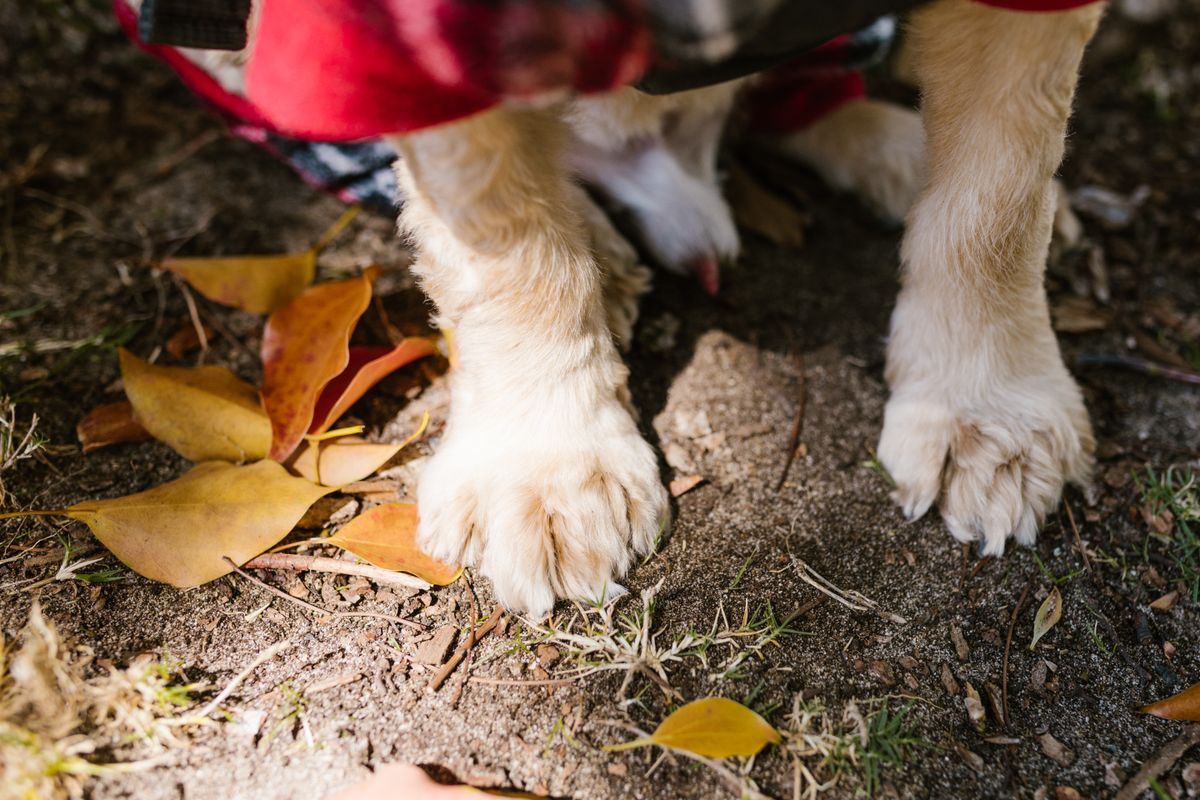 Person carefully examines their dog's paw after a walk