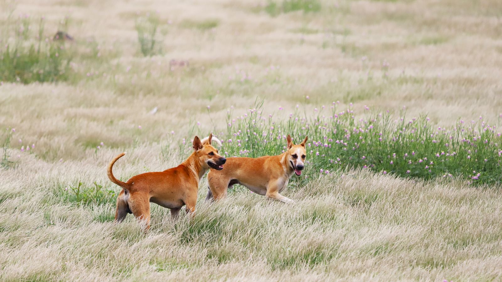 Hund läuft im Spätsommer durch hohes Gras auf einer sonnigen Wiese