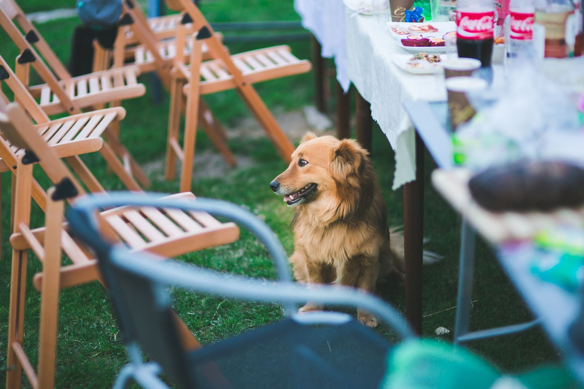 Hund sitzt bei einer sommerlichen Grillparty erwartungsvoll unter einem Gartentisch