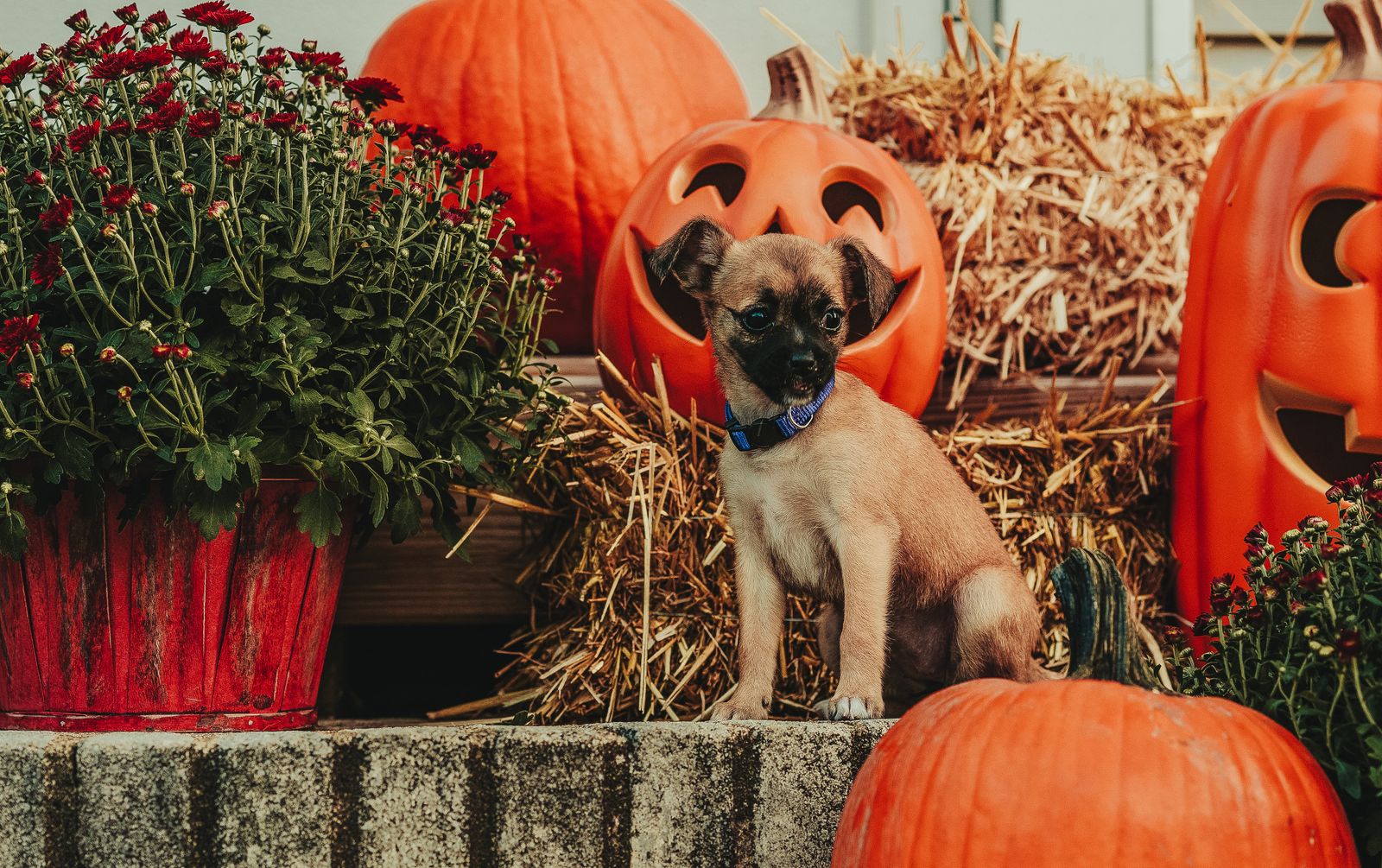 Young dog sitting on a step between pumpkins, straw bales and chrysanthemums with Halloween decorations behind
