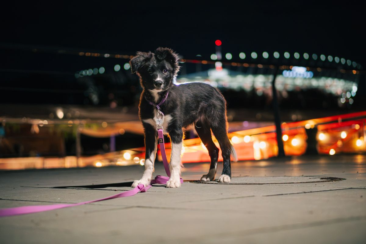 Young dog on a leash in a nighttime city with colorful lights in the background