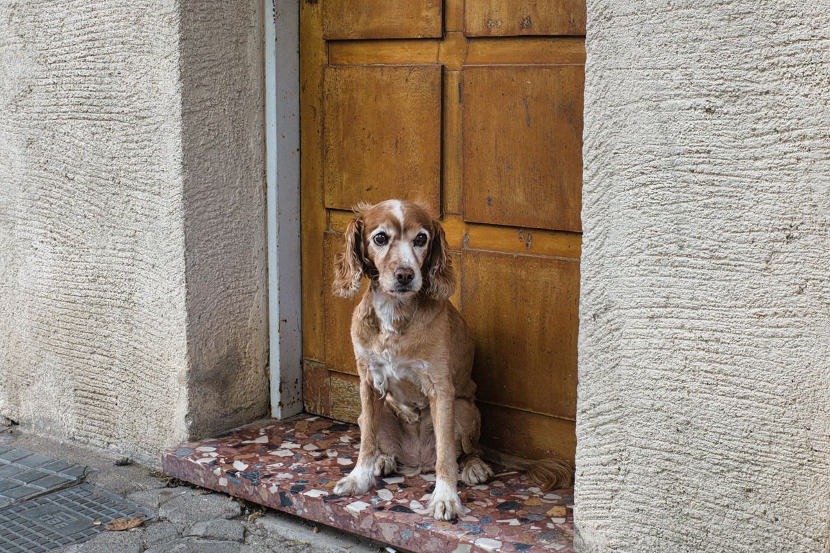 Dog sitting attentively in front of a wooden door in a house entrance