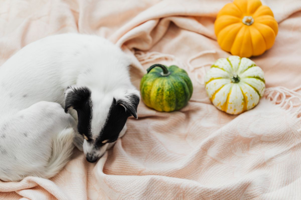 Small dog sleeping curled up on a soft blanket next to ornamental pumpkins