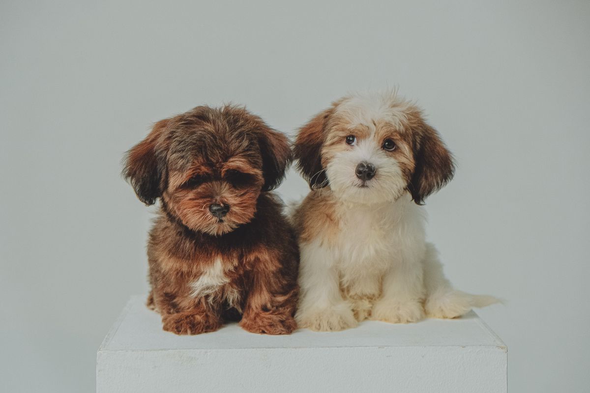 Two young Havanese puppies sit side by side