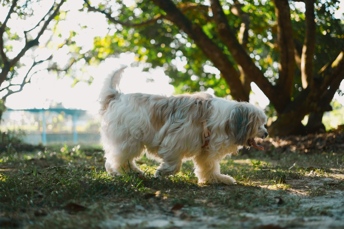 Havanese with wavy coat walks through a sunny park