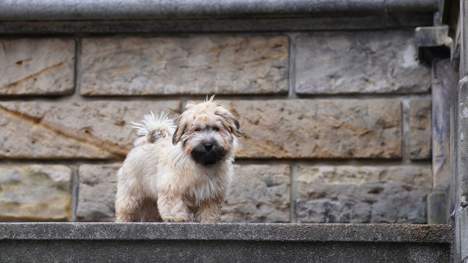 Havanese with long, wavy coat stands alert outdoors, Havanese breed guide
