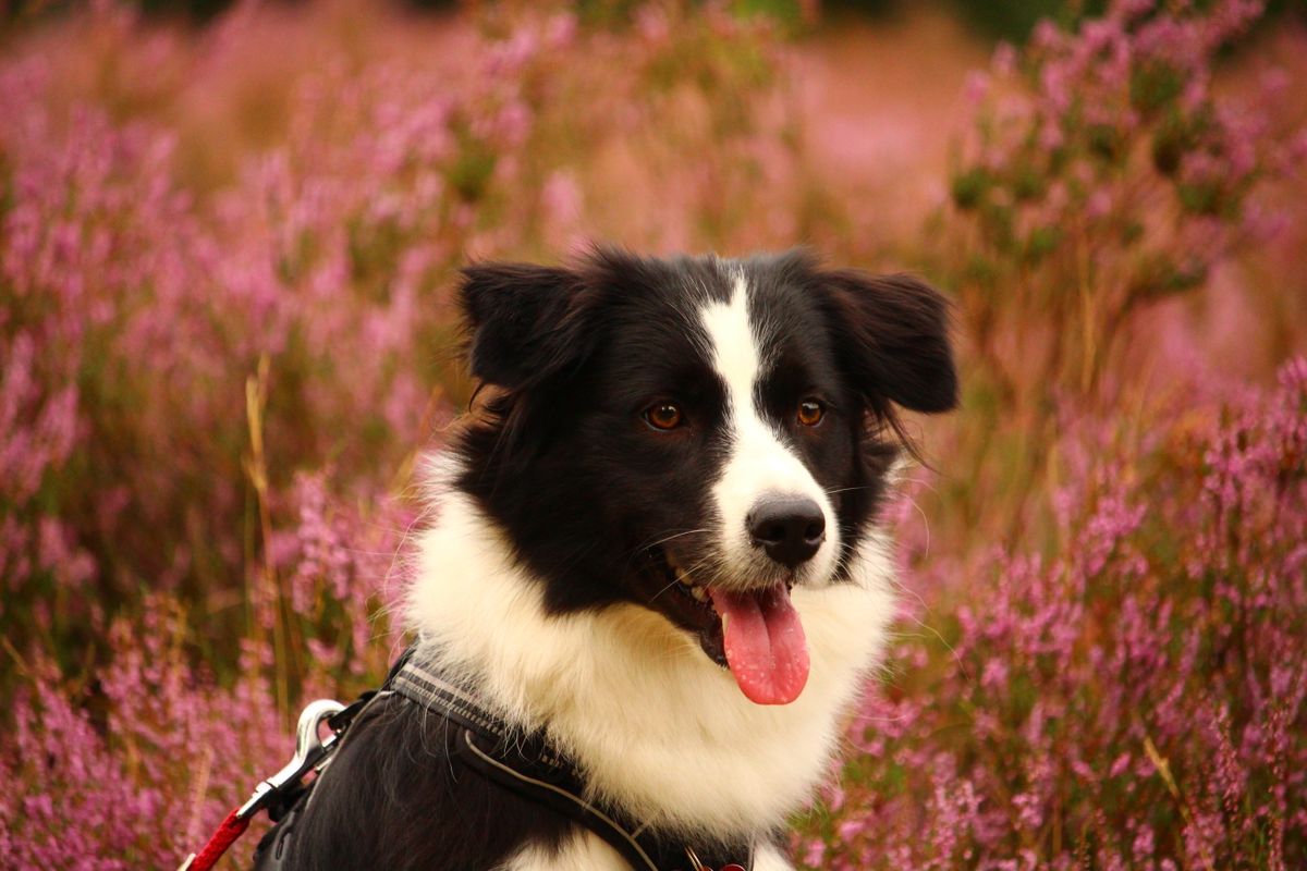 Border Collie on a leash in blooming heather