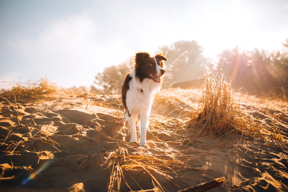 Border Collie standing on a sandy beach in evening light