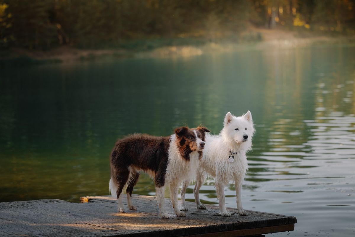 Two dogs standing on a wooden jetty at a calm lake