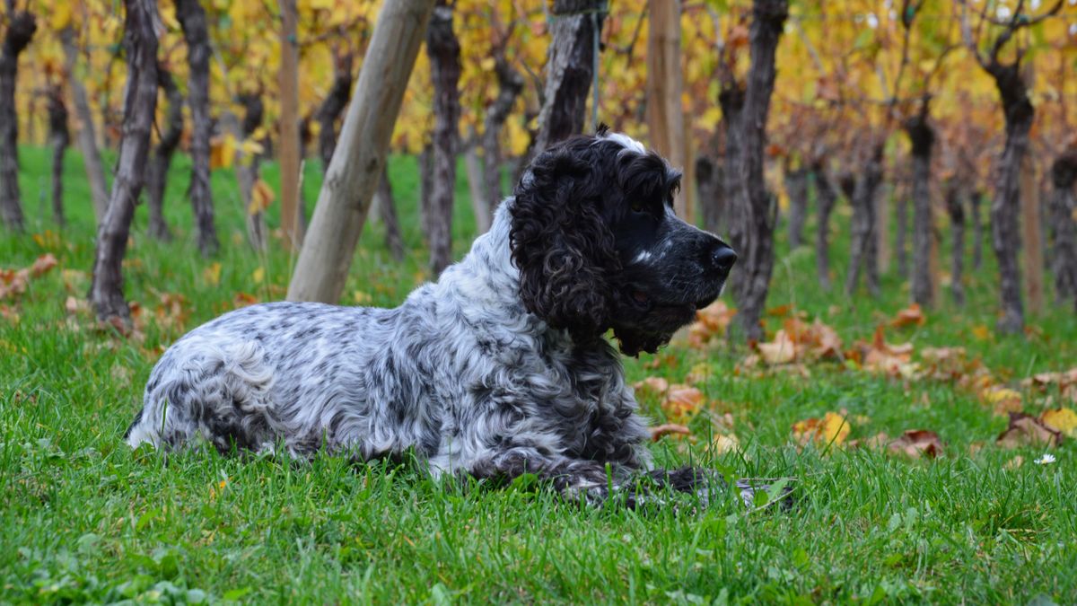 Dog lying in the grass between autumn vines