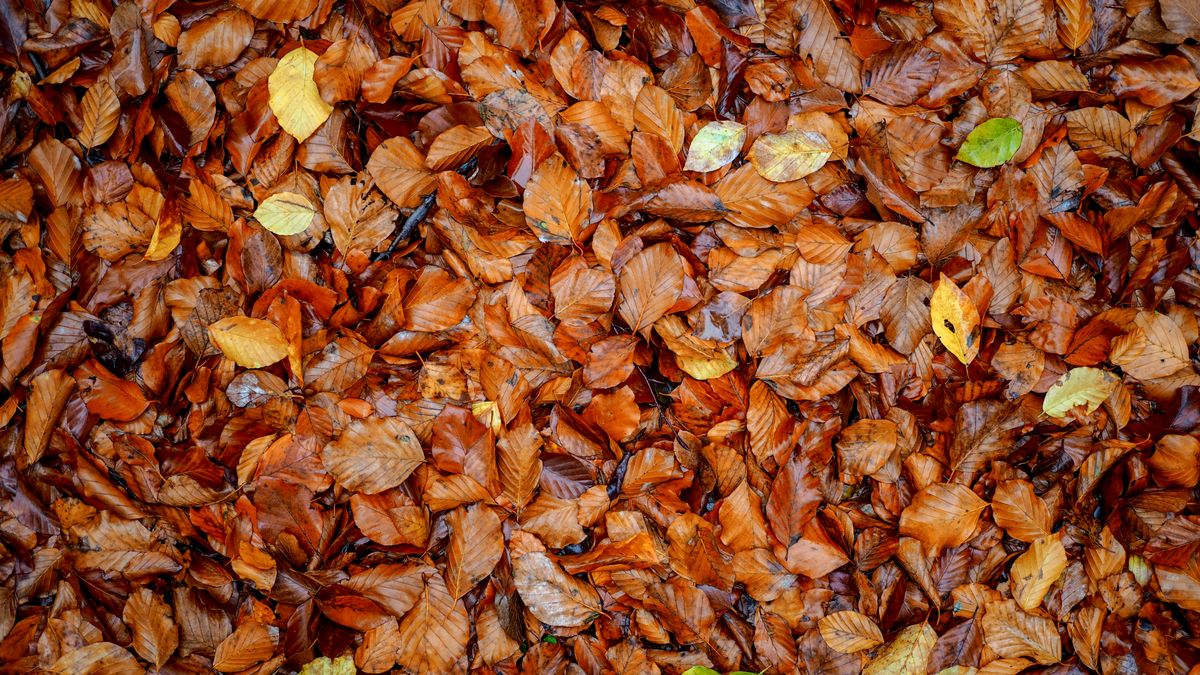 Brown beech leaves on wet forest ground in autumn