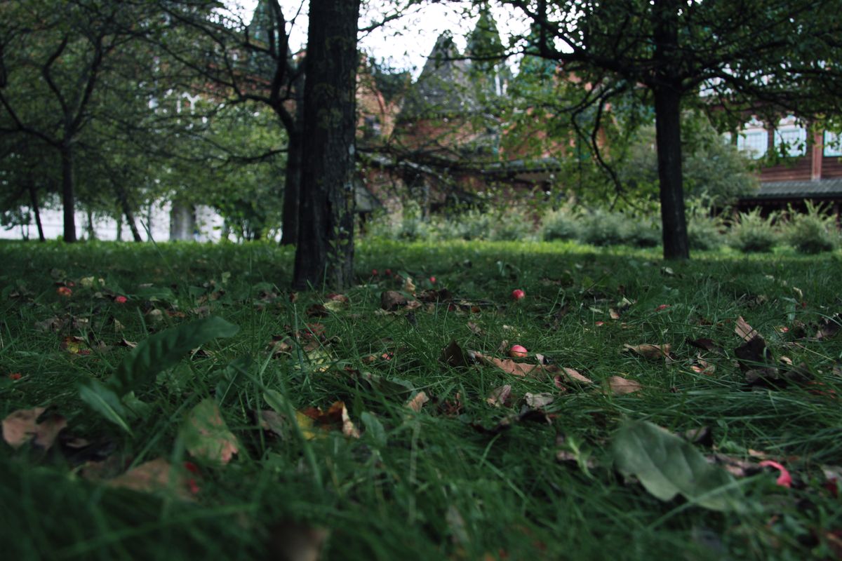 Fallen apples in the grass of an orchard in autumn