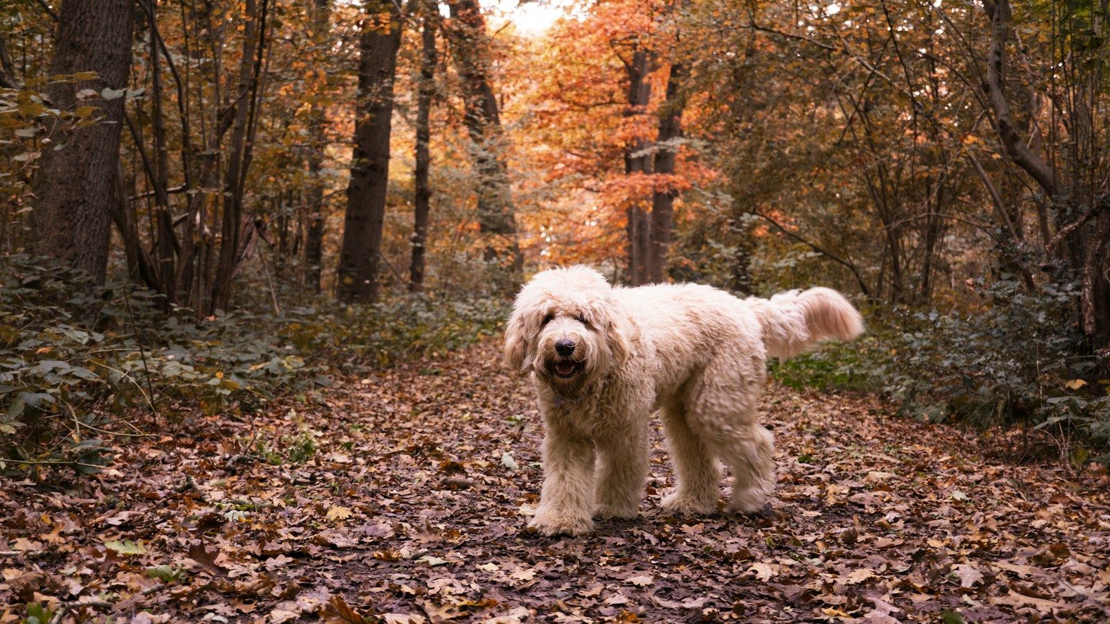 Dog standing on a forest path covered in autumn leaves