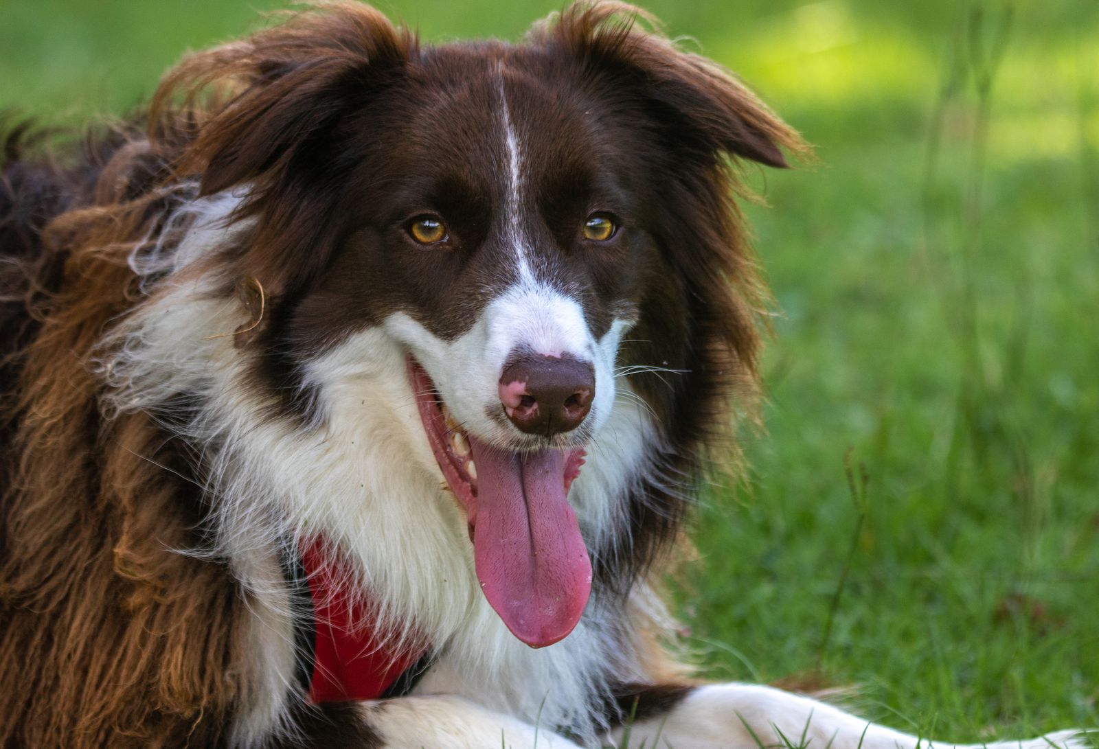 Border Collie panting on a hot summer day with tongue hanging out in a sunny park