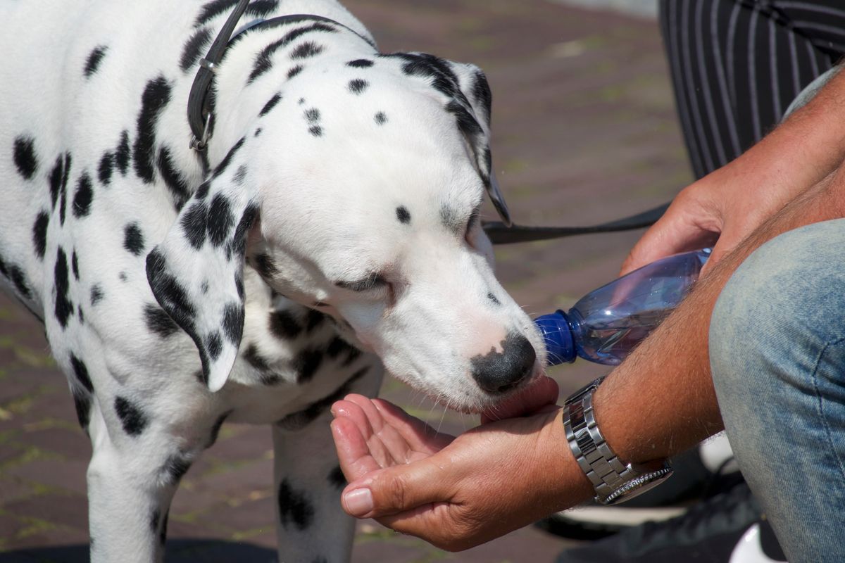 Dalmatian drinking water from its owner's hand on a hot day